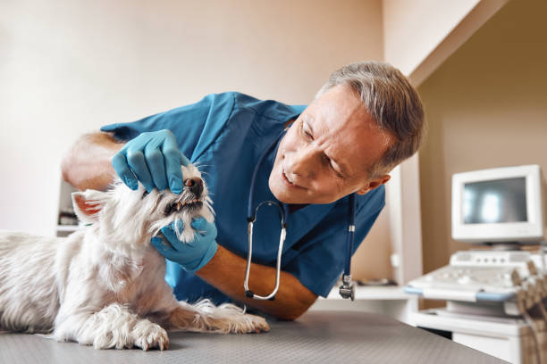 Best Emergency Denture Repair in Conover, NC